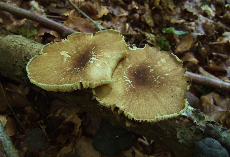 Megacollybia platyphylla