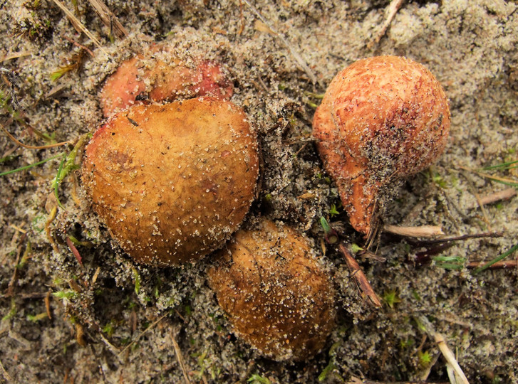 Rhizopogon roseolus