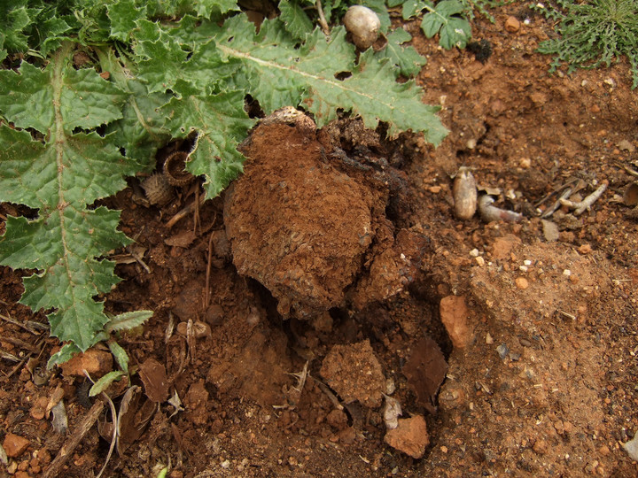 Pisolithus sp.