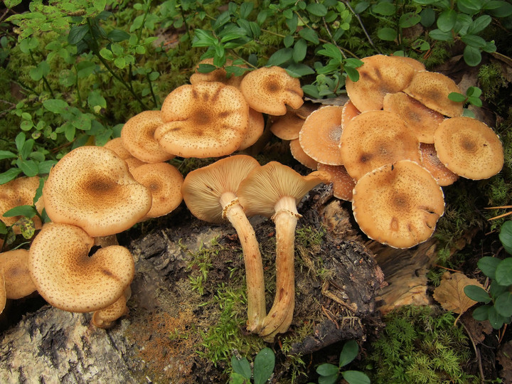 Armillaria ostoyae