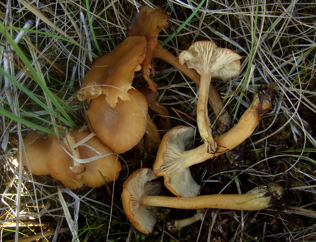 Armillaria ectypa