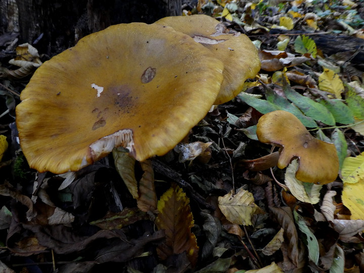 Armillaria mellea s.str.