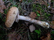 Armillaria lutea