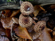 Armillaria ostoyae