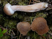 Armillaria borealis