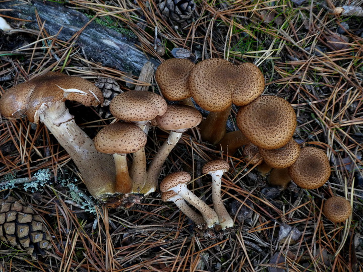 Armillaria ostoyae