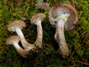 Armillaria lutea