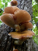 Armillaria lutea