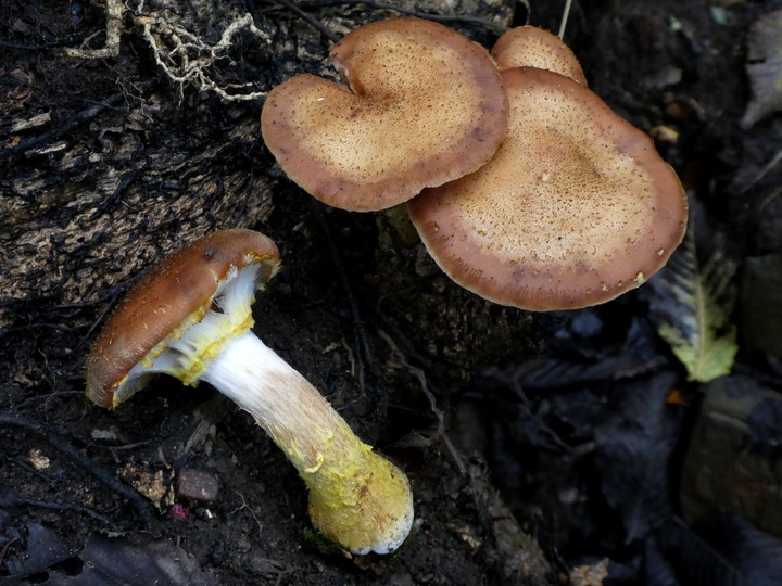 Armillaria lutea