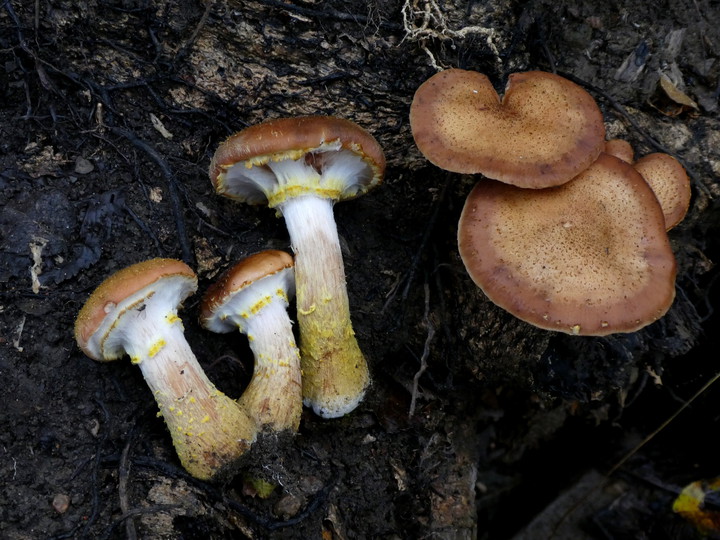 Armillaria lutea