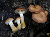 Armillaria lutea