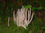 Alloclavaria purpurea