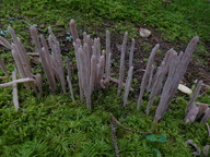 Alloclavaria purpurea