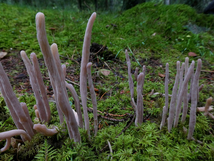 Alloclavaria purpurea