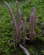 Alloclavaria purpurea