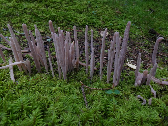 Alloclavaria purpurea