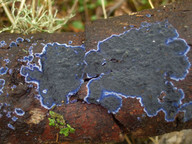 Terana caerulea