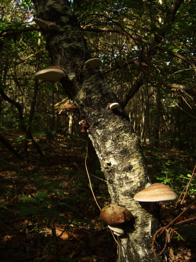 Piptoporus betulinus