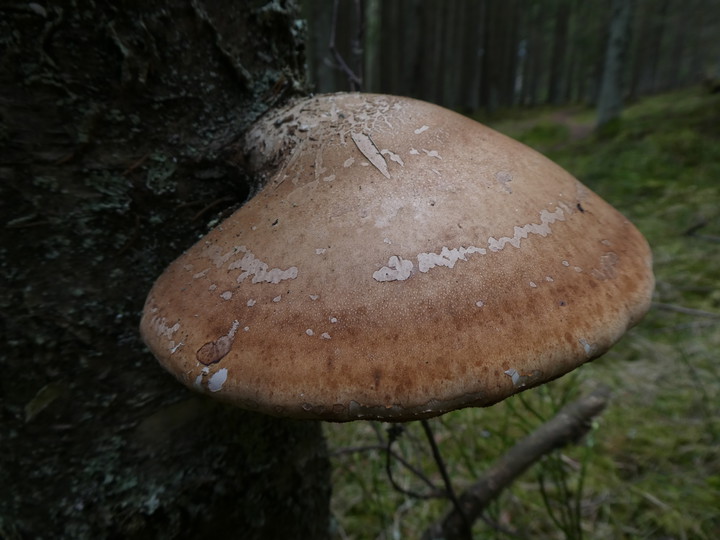 Piptoporus betulinus