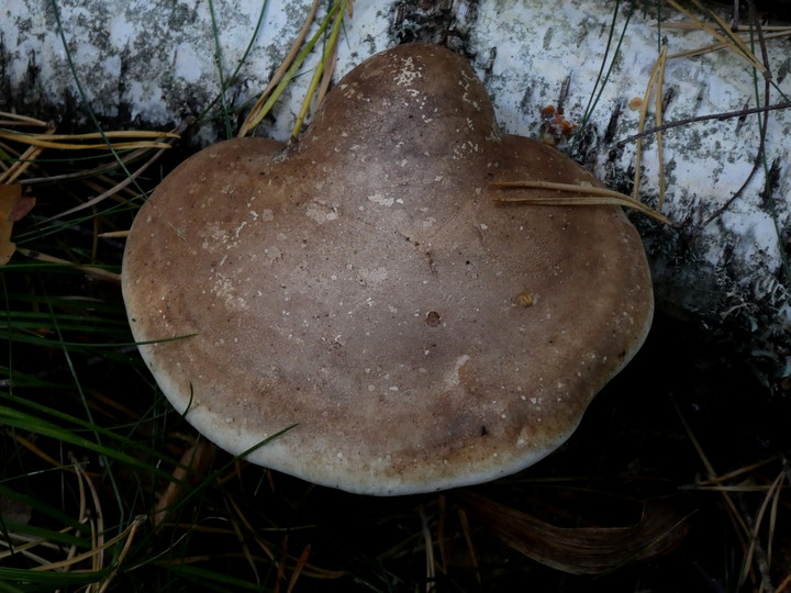 Piptoporus betulinus