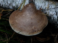 Piptoporus betulinus