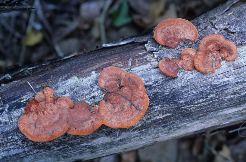 Pycnoporus coccineus