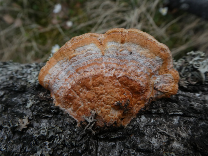 Pycnoporus cinnabarinus