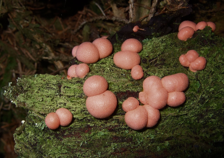 Lycogala epidendrum