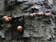 Lycogala epidendrum