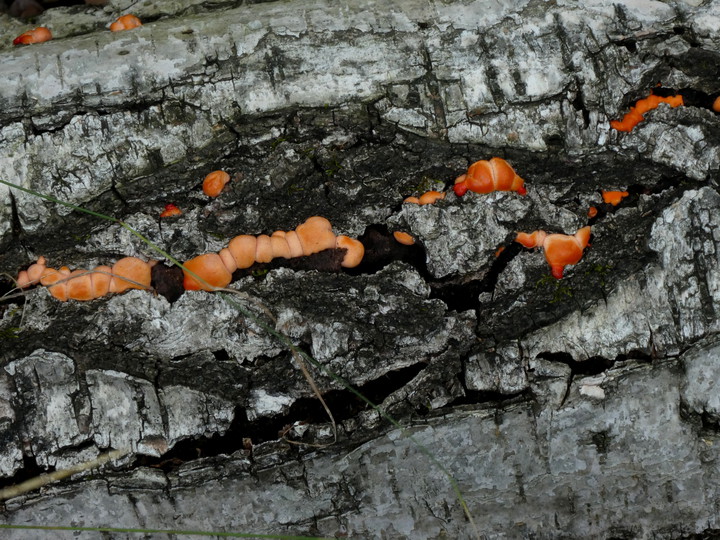 Lycogala epidendrum