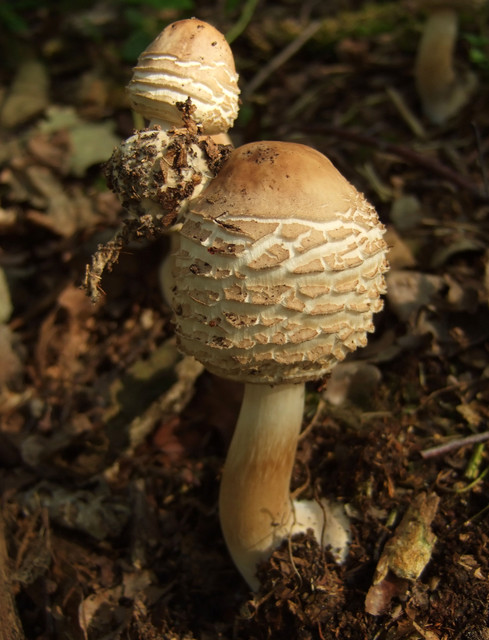 Chlorophyllum olivieri