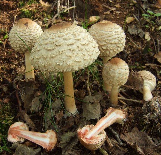 Chlorophyllum olivieri