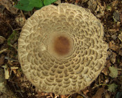 Chlorophyllum olivieri