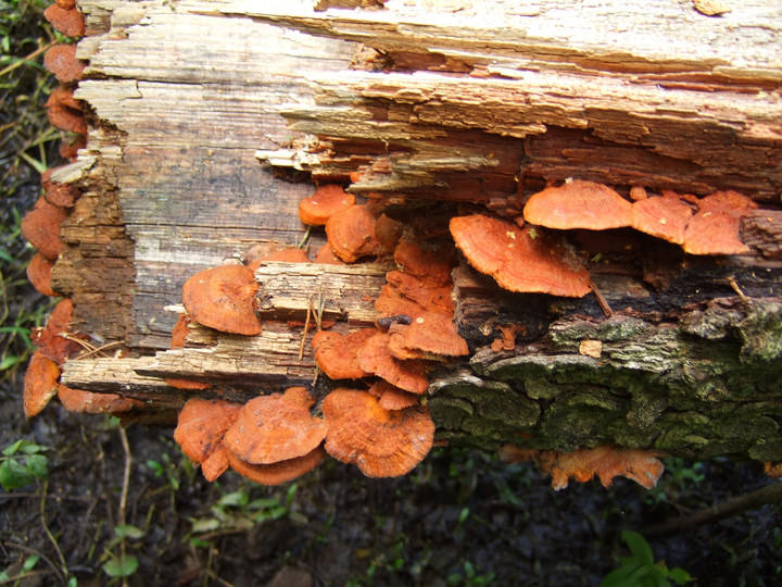 Pycnoporellus fulgens