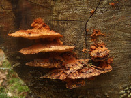 Pycnoporellus fulgens