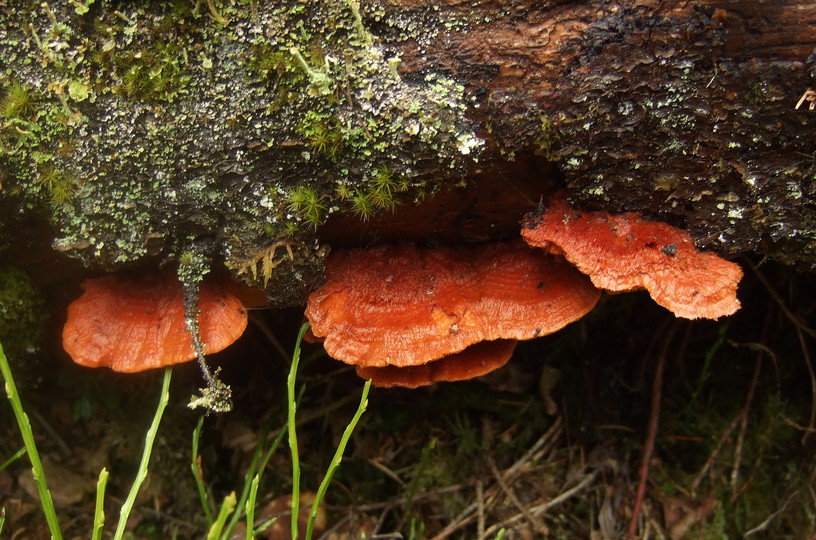 Pycnoporellus fulgens