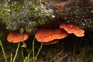 Pycnoporellus fulgens