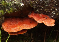 Pycnoporellus fulgens