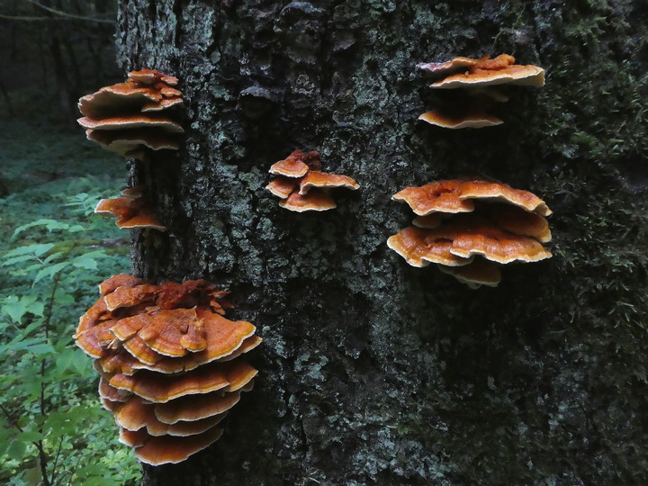 Pycnoporellus fulgens