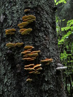 Pycnoporellus fulgens