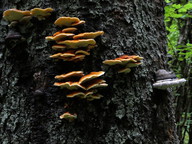 Pycnoporellus fulgens