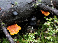 Pycnoporellus fulgens