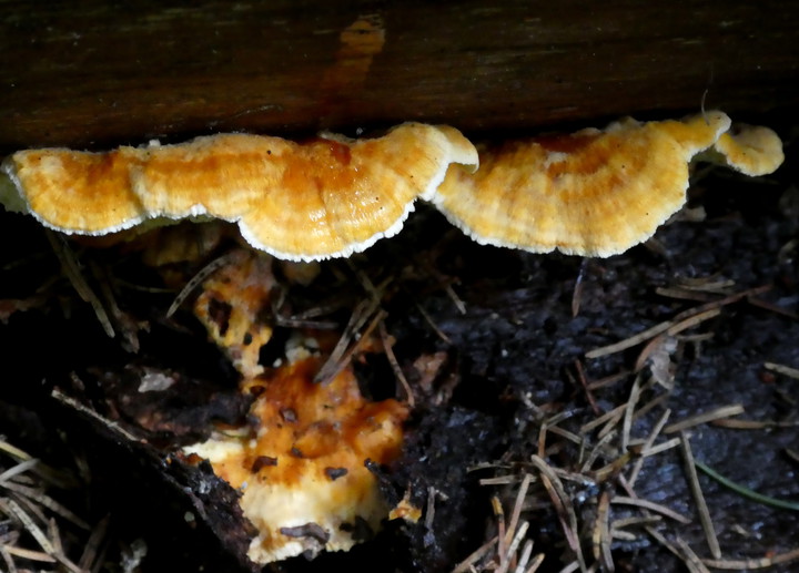 Pycnoporellus fulgens