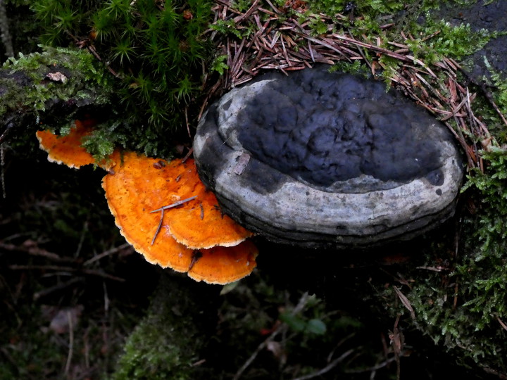 Pycnoporellus fulgens