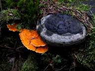 Pycnoporellus fulgens