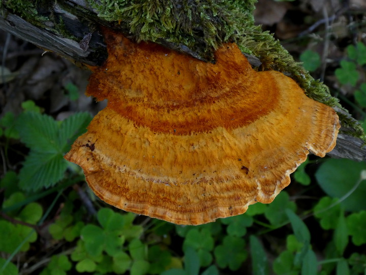 Pycnoporellus fulgens