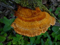 Pycnoporellus fulgens