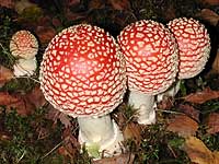 Amanita muscaria