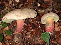 Boletus calopus