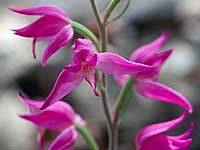 Cephalanthera rubra